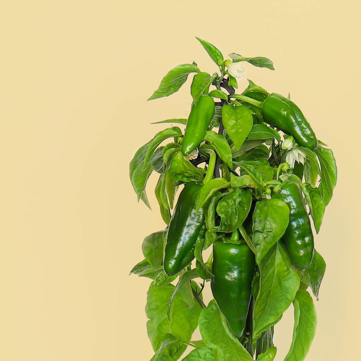 Green de Padron Vegetable Seeds for Planting – Heirloom & Non-GMO Garden Seeds