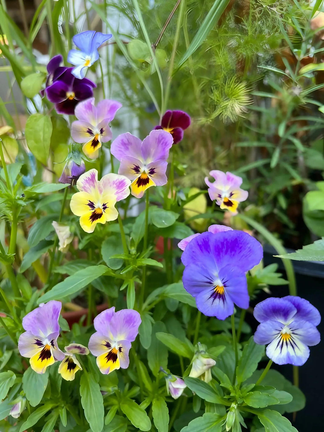 Viola Red Blue Flower Seeds for Planting – Heirloom Non-GMO High Germination Organic Garden Seeds