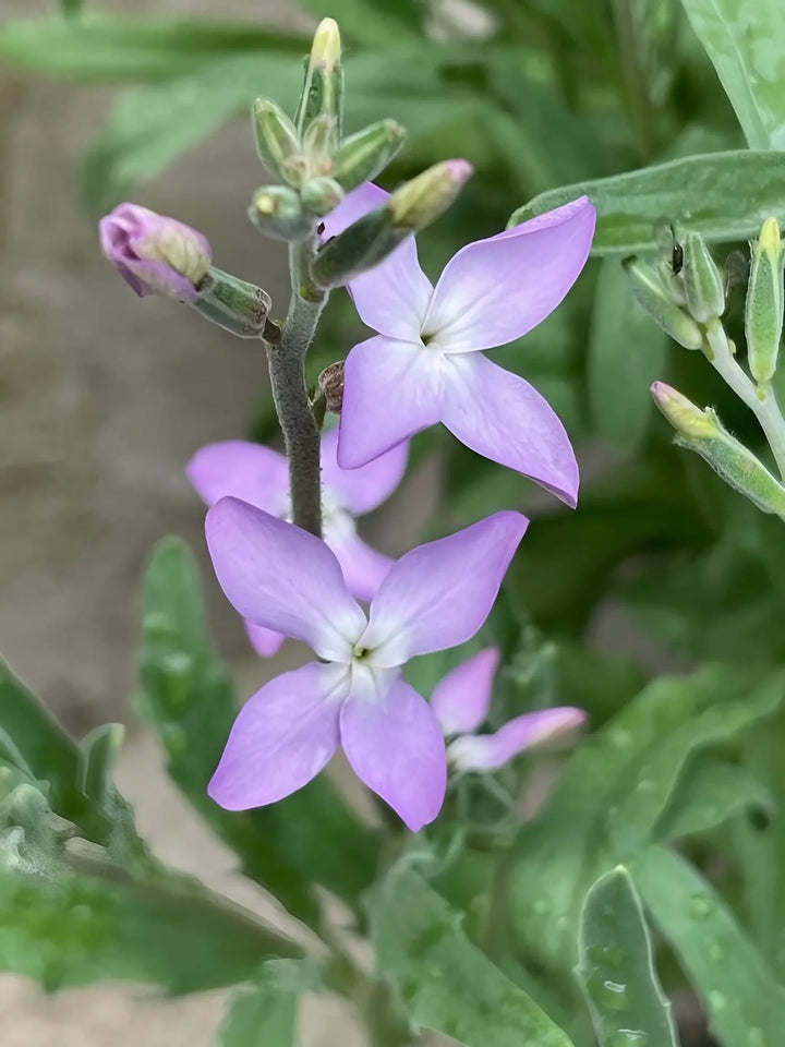 Purple Mixed Evening-Scented Flower Seeds for Planting – Heirloom, Non-GMO, High Germination Organic Garden Seeds