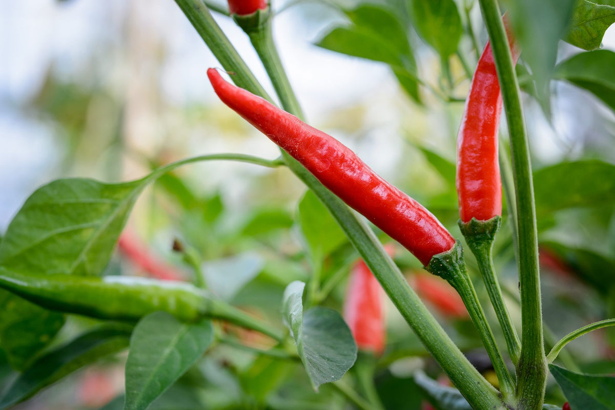 Green Red Chili Seeds for Planting – Heirloom Non-GMO Spicy Pepper Vegetable Seeds with High Germination for Organic Gardens