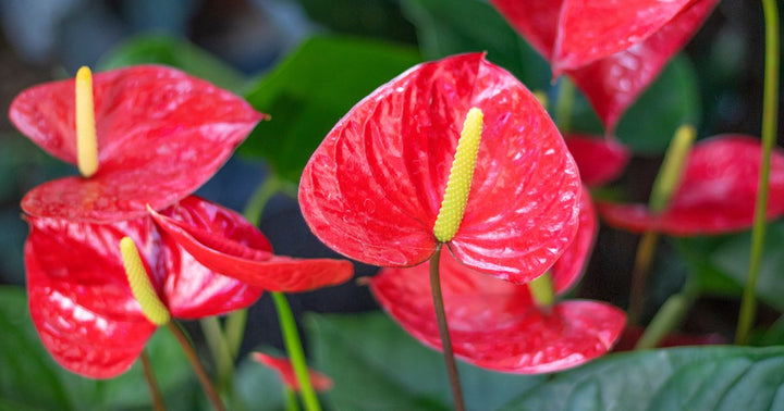 Red Anthurium Perennial Flower Seeds for Planting – Heirloom, Non-GMO, High Germination Organic Garden Seeds