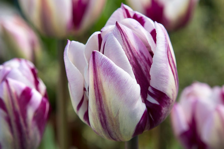 White Purple Tulip Flower Seeds for Planting – Heirloom Non-GMO, High Germination Organic Garden Seeds