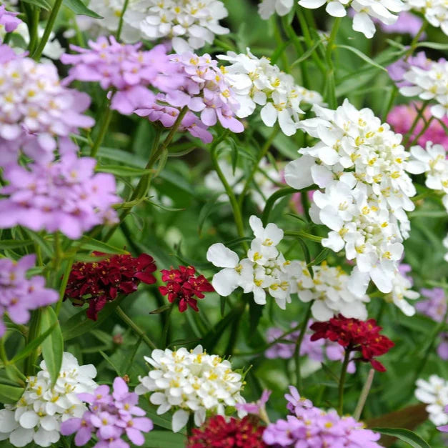 Flower Seeds, Seeds,Seeds For Planting,Plant Seeds
