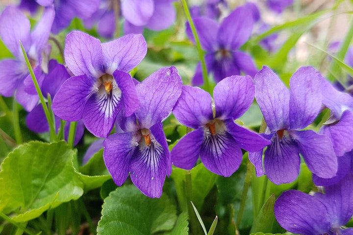 Violet Flower Seeds for Planting – Premium Heirloom Non-GMO, High Germination Organic Garden Seeds