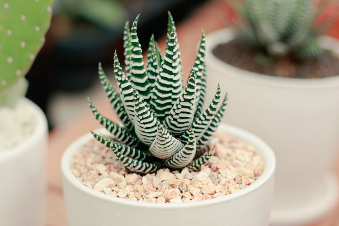 Haworthia Flower Seeds for Planting – Premium Heirloom Non-GMO Seeds for Home Garden, High Germination