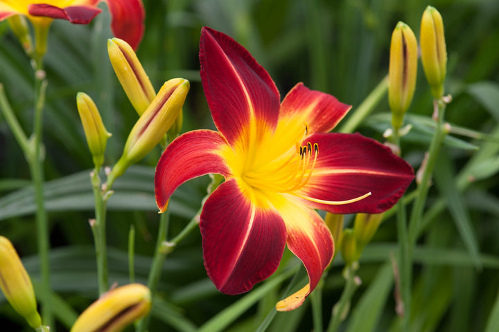 Daylily Flower Seeds for Planting – Heirloom, Non-GMO, Pollinator Friendly Garden Seeds