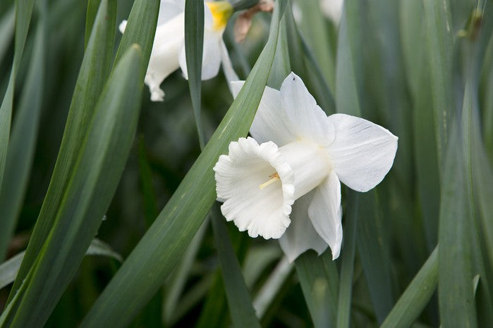 White Daffodil Flower Seeds for Planting – Heirloom, Non-GMO, High Germination Organic Garden Seeds