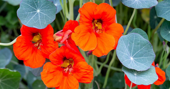 Dark Orange Nasturtium Flower Seeds for Planting – Heirloom Non-GMO, High Germination Organic Garden Seeds