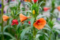 Orange Evening Primrose Flower Seeds for Planting – Heirloom, Non-GMO, High Germination Organic Garden Seeds
