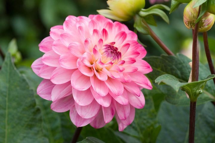 Rose Pink Dahlia Flower Seeds for Planting – Heirloom, Non-GMO, High Germination Organic Garden Seeds