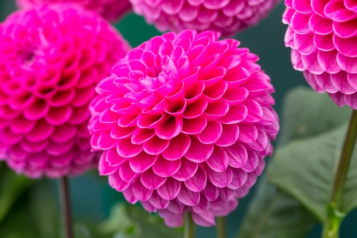 Dark Pink Dahlia Flower Seeds for Planting Heirloom Non-GMO High Germination Organic Garden Seeds