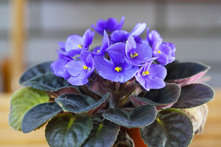 Blue Saintpaulia Flower Seeds for Planting – Heirloom, Non-GMO, High Germination Organic Garden Seeds