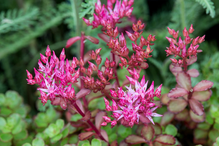 Pink Sedum Spurium Flower Seeds for Planting – Heirloom Non-GMO, High Germination Organic Garden Seeds