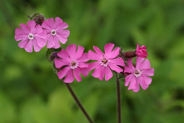 Campion Flower Seeds for Planting – Wildflower Mix, Heirloom Non-GMO, High Germination Organic Garden Seeds
