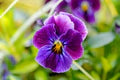 Purple Viola Flower Seeds for Planting – Heirloom, Non-GMO, High Germination Organic Garden Seeds
