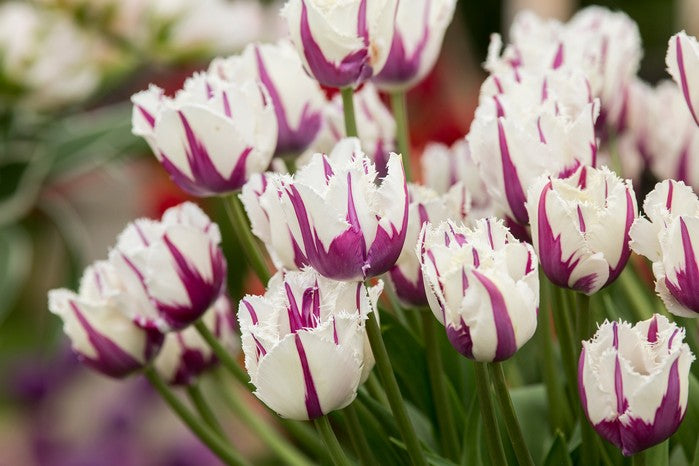 White Purple Tulip Flower Seeds for Planting – Heirloom Non-GMO, High Germination Organic Garden Seeds