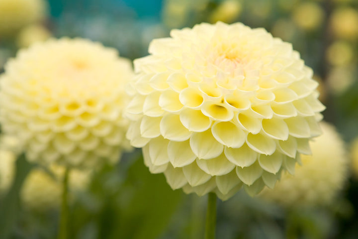 Light Yellow Dahlia Flower Seeds for Planting – Heirloom, Non-GMO, High Germination Organic Garden Seeds