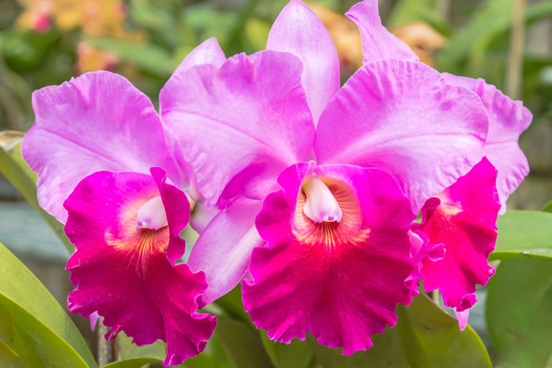 Cattleya Flower Seeds for Planting – Low Maintenance Heirloom Non-GMO, High Germination Organic Garden Seeds