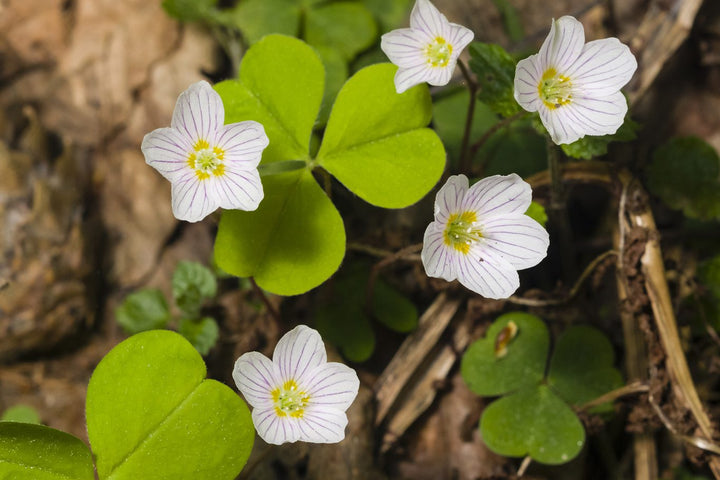 Oxalis Acetosella Flower Seeds for Planting – Heirloom Non-GMO, High Germination Organic Garden Seeds