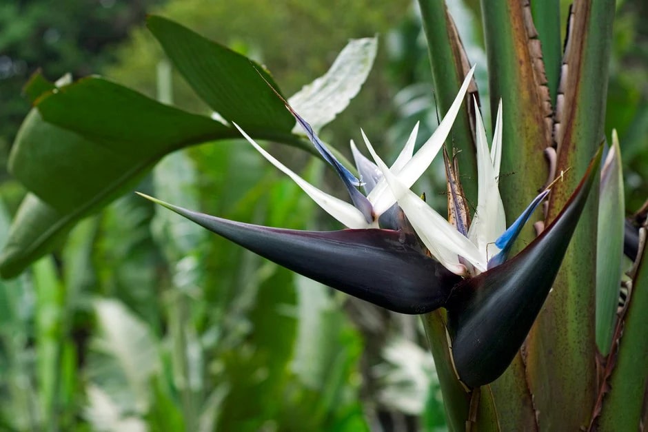 Cream Strelitzia Reginae Seeds Flower Seeds for Planting – Low Maintenance, Heirloom, Non-GMO Home Garden