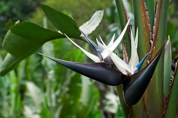 Cream Strelitzia Reginae Seeds Flower Seeds for Planting – Low Maintenance, Heirloom, Non-GMO Home Garden