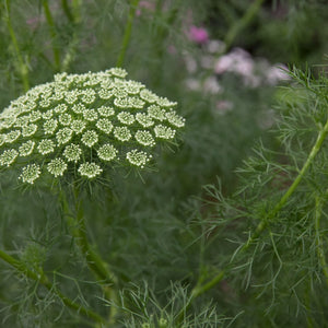 Flower Seeds, Seeds,Seeds For Planting,Plant Seeds