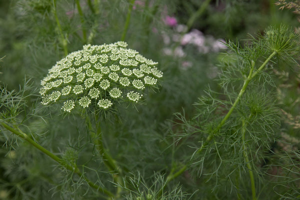 Flower Seeds, Seeds,Seeds For Planting,Plant Seeds