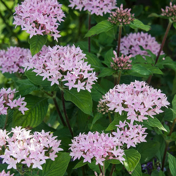Light Pink Lanceolata Flower Seeds for Planting – Heirloom, Non-GMO, High Germination Garden Seeds