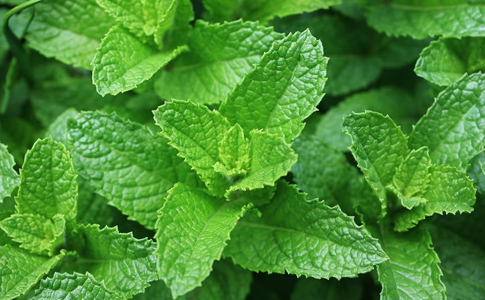 Green Spearmint Herb Seeds for Planting – Heirloom, Non-GMO Seeds for Reliable and Aromatic Yields