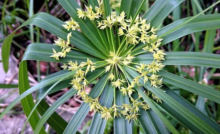 Green Cyperus Alternifolius Flower Seeds for Planting | Heirloom Non-GMO Organic Garden Seeds
