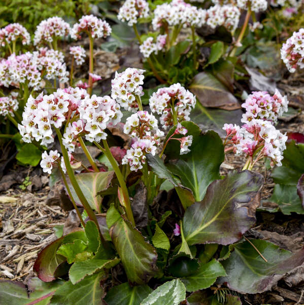 Bergenia Flower Seeds for Planting – Heirloom, Non-GMO, High Germination Organic Garden Seeds