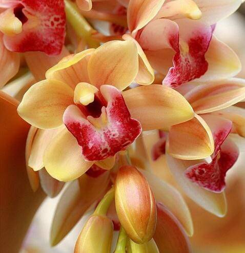 Cymbidium Maxillaria Goeringii Seeds for Planting Light Orange – Colorful Display, Heirloom, Non-GMO, High Germination Organic Garden Seeds