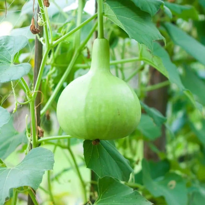 Round Bottle Gourd Seeds – Heirloom Non-GMO Nutritious Calabash Vegetable Seeds for Planting, Organic Garden Seeds