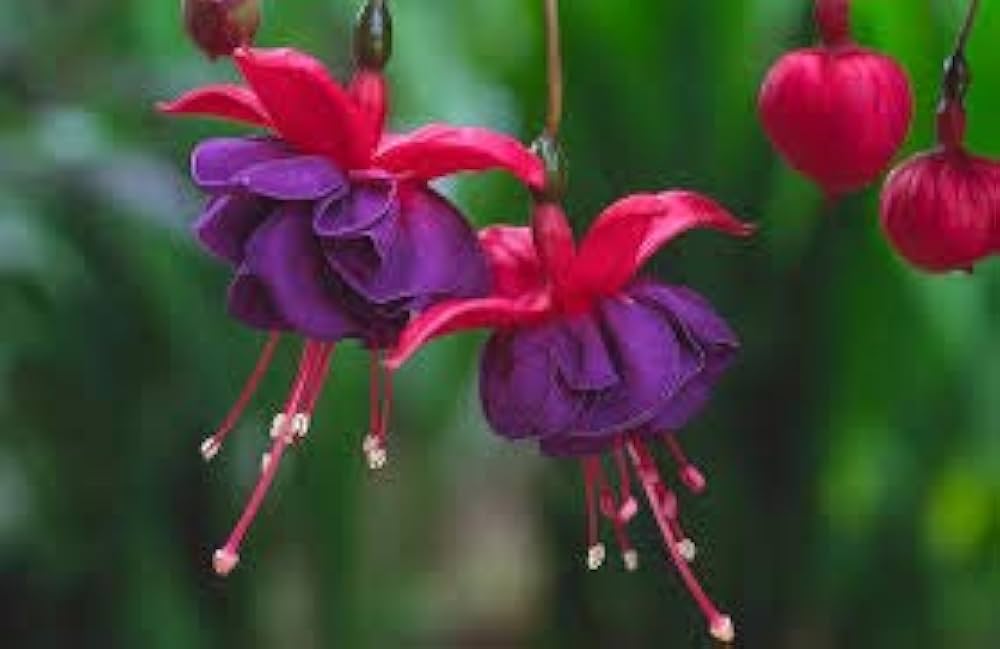 Violet Fuchsia Flower Seeds for Planting – Heirloom, Non-GMO, Shade Tolerant Organic Garden Seeds