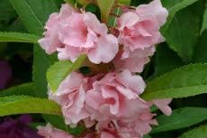 Flower Seeds, Seeds,Seeds For Planting,Plant Seeds