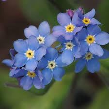 Flower Seeds, Seeds,Seeds For Planting,Plant Seeds