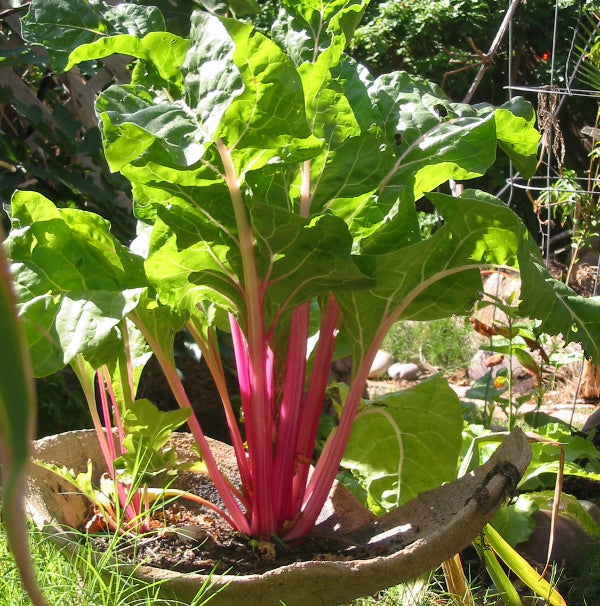 Pink Swiss Chard Seeds for Planting – Heirloom, Non-GMO, Colorful Leafy Vegetable – High Germination