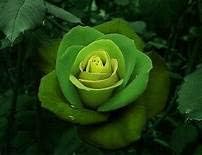 Flower Seeds, Seeds,Seeds For Planting,Plant Seeds