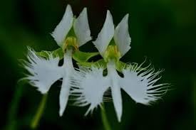 Flower Seeds, Seeds,Seeds For Planting,Plant Seeds