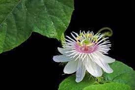 Flower Seeds, Seeds,Seeds For Planting,Plant Seeds