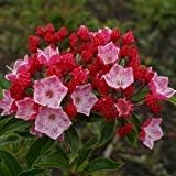 Flower Seeds, Seeds,Seeds For Planting,Plant Seeds