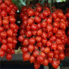 Vegetable Seeds,Garden seeds, Seeds For Planting,Plant Seeds