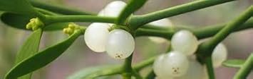Flower Seeds, Seeds,Seeds For Planting,Plant Seeds