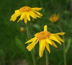 Fresh Arnica Flower Seeds for Planting – Heirloom, Non-GMO, High Germination Organic Garden Seeds
