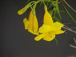 Flower Seeds, Seeds,Seeds For Planting,Plant Seeds