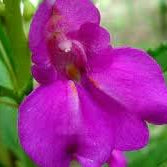 Flower Seeds, Seeds,Seeds For Planting,Plant Seeds