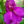Flower Seeds, Seeds,Seeds For Planting,Plant Seeds