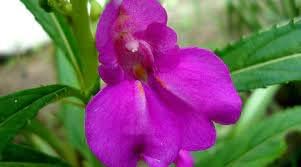 Flower Seeds, Seeds,Seeds For Planting,Plant Seeds