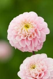 Flower Seeds, Seeds,Seeds For Planting,Plant Seeds