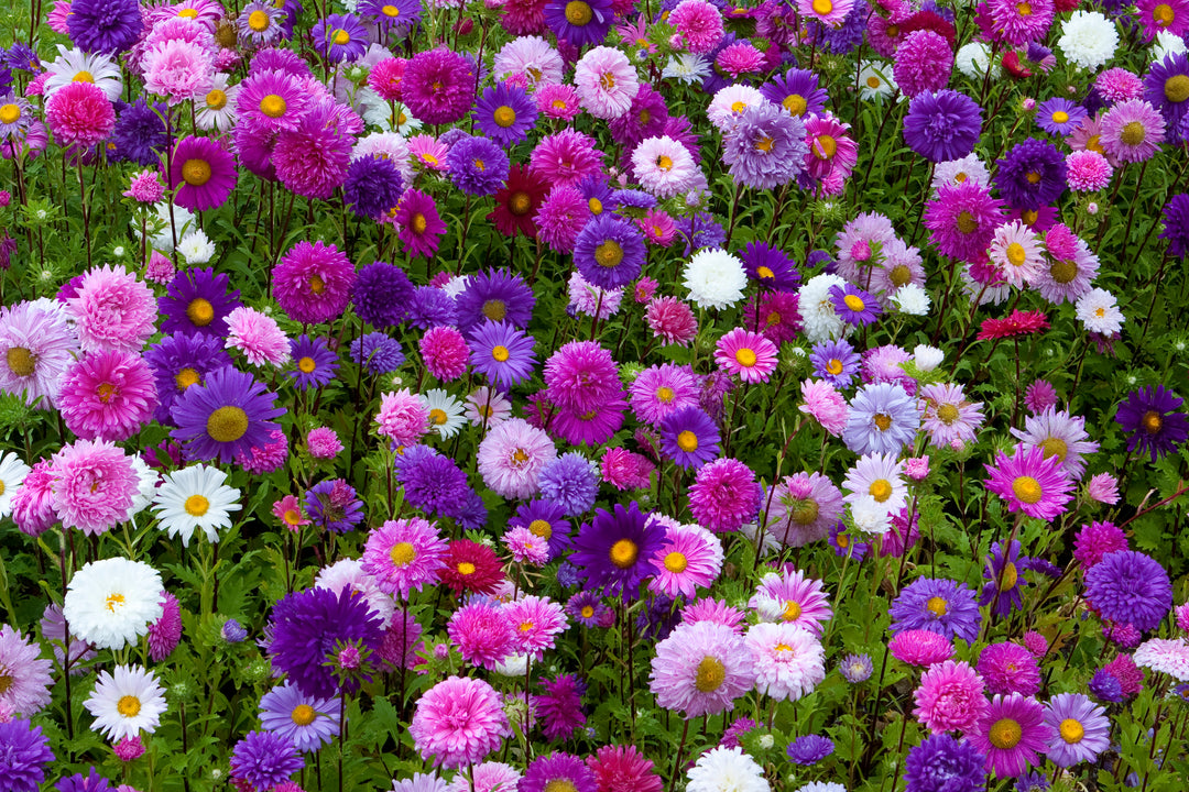 Heirloom China Aster Flower Seeds for Planting – Cottage Garden Essential, Non-GMO, Home Garden Seeds